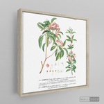 Cargar imagen en el visor de la galería, Cuadro Botánico Floribus Bullatis