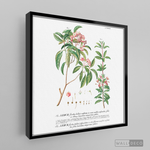 Cargar imagen en el visor de la galería, Cuadro Botánico Floribus Bullatis