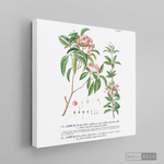 Cargar imagen en el visor de la galería, Tríptico Botánico Botany (set x 3)