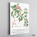 Cargar imagen en el visor de la galería, Cuadro Botánico Floribus Bullatis