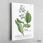 Cargar imagen en el visor de la galería, Cuadro Botánico Pulvonaria