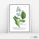 Cargar imagen en el visor de la galería, Cuadro Botánico Pulvonaria