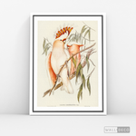 Cargar imagen en el visor de la galería, Cuadro Aves Cacatua Australiana