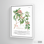 Cargar imagen en el visor de la galería, Cuadro Botánico Floribus Bullatis
