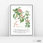 Cargar imagen en el visor de la galería, Cuadro Botánico Floribus Bullatis