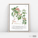 Cargar imagen en el visor de la galería, Cuadro Botánico Floribus Bullatis