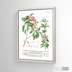Cargar imagen en el visor de la galería, Cuadro Botánico Floribus Bullatis