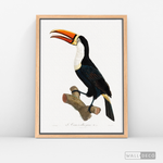 Cargar imagen en el visor de la galería, Cuadro Aves Tucan Colombiano 1