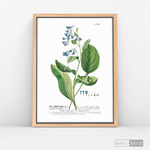 Cargar imagen en el visor de la galería, Cuadro Botánico Pulvonaria