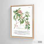 Cargar imagen en el visor de la galería, Cuadro Botánico Floribus Bullatis