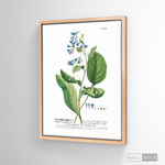 Cargar imagen en el visor de la galería, Cuadro Botánico Pulvonaria