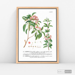 Cargar imagen en el visor de la galería, Cuadro Botánico Floribus Bullatis