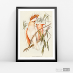 Cargar imagen en el visor de la galería, Cuadro Aves Cacatua Australiana