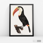 Cargar imagen en el visor de la galería, Cuadro Aves Tucan Colombiano 2