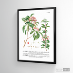 Cargar imagen en el visor de la galería, Cuadro Botánico Floribus Bullatis
