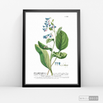 Cargar imagen en el visor de la galería, Cuadro Botánico Pulvonaria