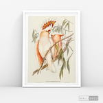 Cargar imagen en el visor de la galería, Cuadro Aves Cacatua Australiana