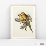 Cargar imagen en el visor de la galería, Cuadro Aves Perico Australiano