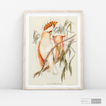 Cargar imagen en el visor de la galería, Cuadro Aves Cacatua Australiana