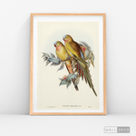 Cargar imagen en el visor de la galería, Cuadro Aves Perico Australiano