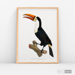 Cargar imagen en el visor de la galería, Cuadro Aves Tucan Colombiano 1