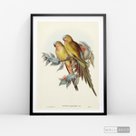 Cargar imagen en el visor de la galería, Cuadro Aves Perico Australiano