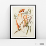 Cargar imagen en el visor de la galería, Cuadro Aves Cacatua Australiana