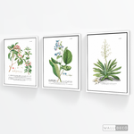 Cargar imagen en el visor de la galería, Tríptico Botánico Botany (set x 3)