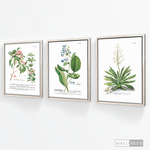 Cargar imagen en el visor de la galería, Tríptico Botánico Botany (set x 3)