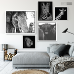 Cargar imagen en el visor de la galería, Cuadro Animales Tigre Blanco B/N