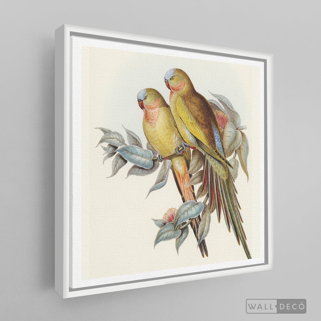 Cuadro Aves Perico Australiano