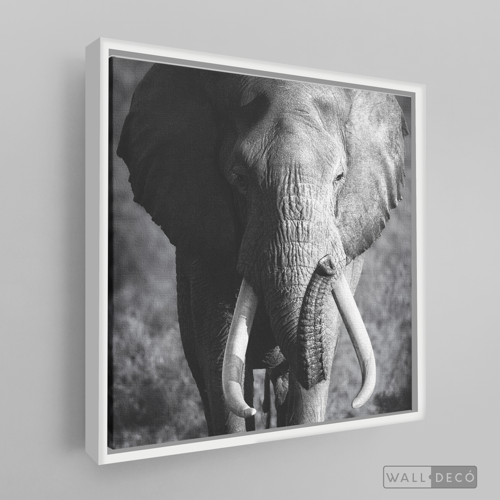 Cuadro Animales Elefante Real B/N