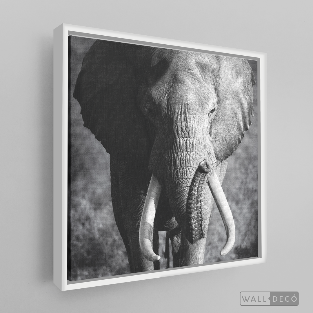 Cuadro Animales Elefante Real B/N