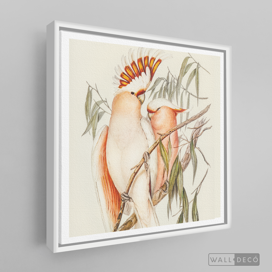 Cuadro Aves Cacatua Australiana