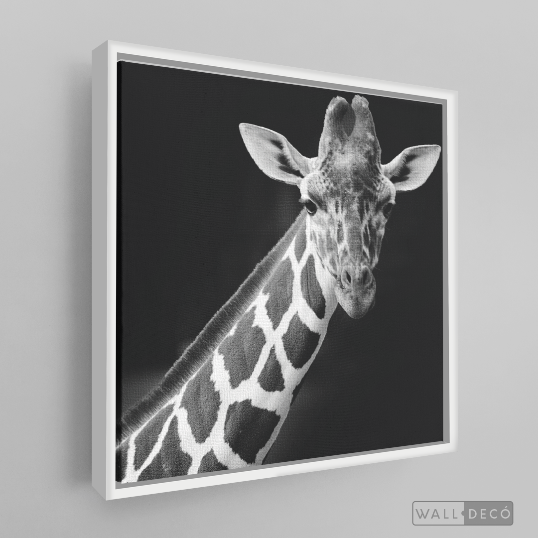 Cuadro Animales Jirafa B/N