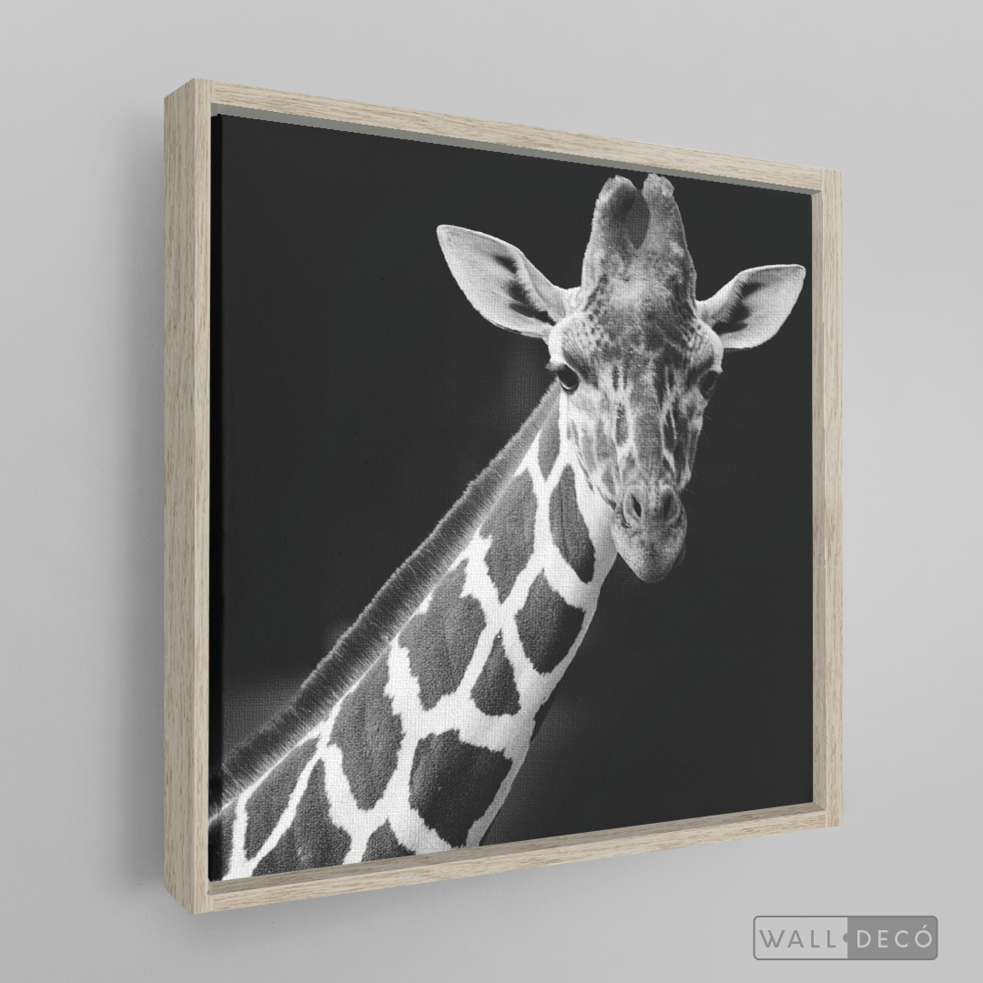 Cuadro Animales Jirafa B/N