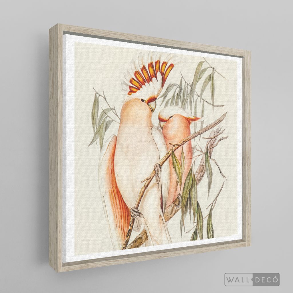 Cuadro Aves Cacatua Australiana