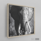 Cuadro Animales Elefante Real B/N