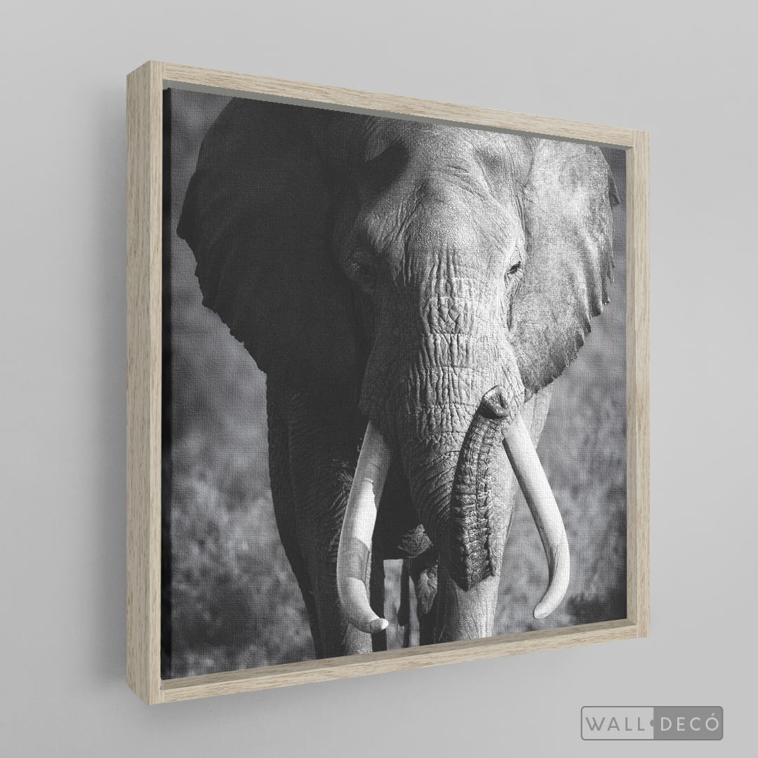Cuadro Animales Elefante Real B/N