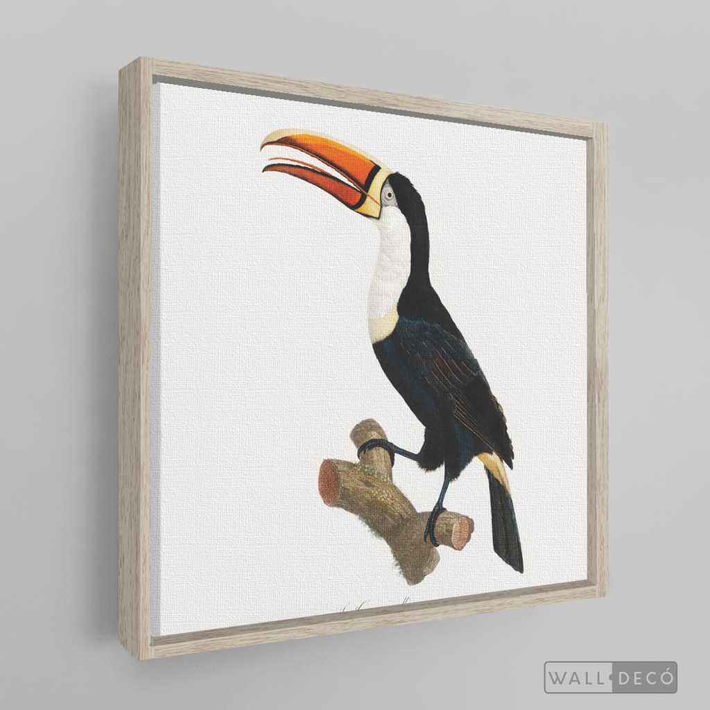 Cuadro Aves Tucan Colombiano 1