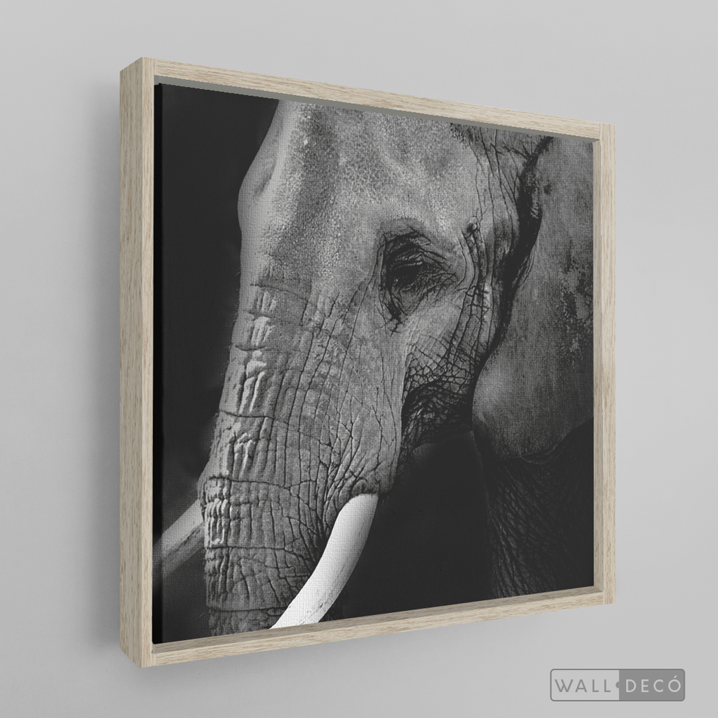 Cuadro Animales Elefante B/N
