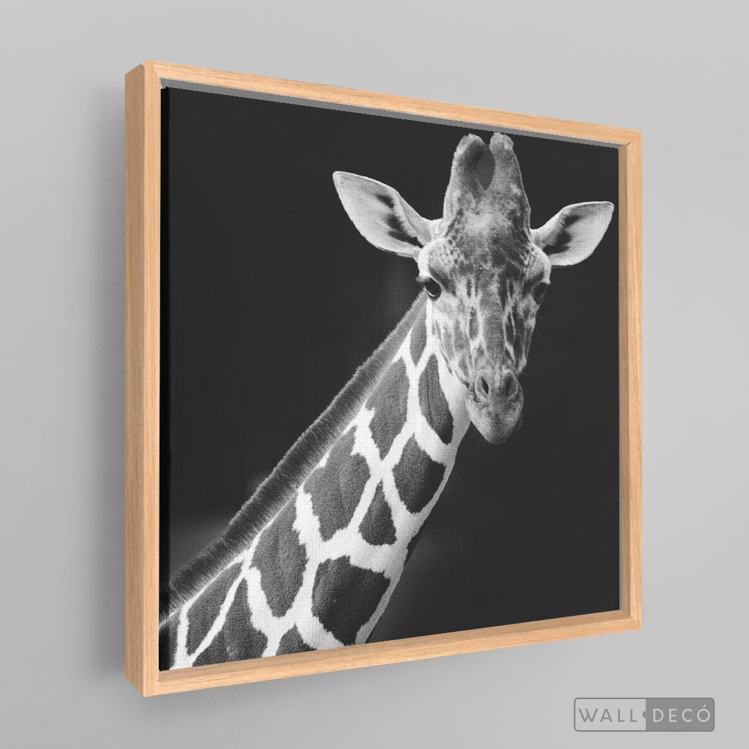 Cuadro Animales Jirafa B/N
