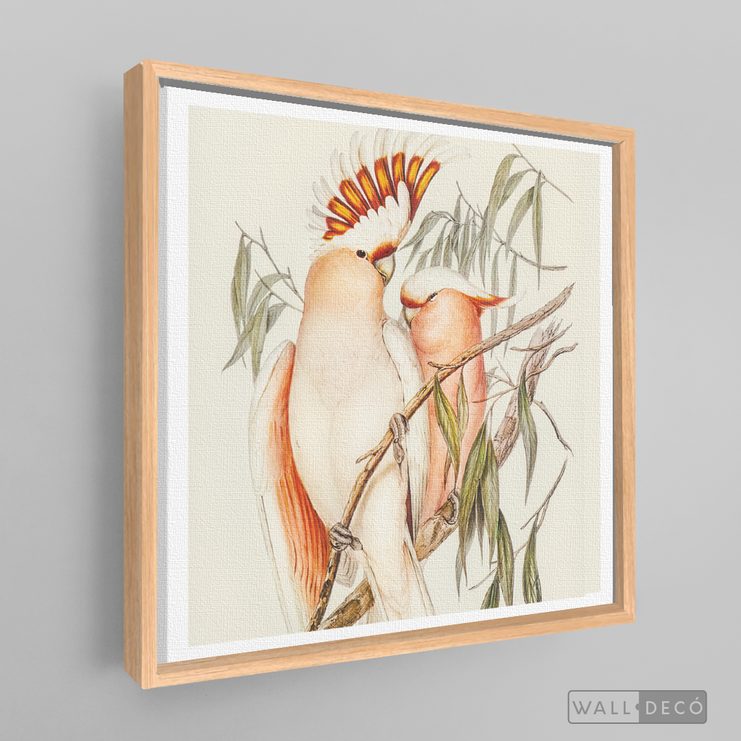 Cuadro Aves Cacatua Australiana