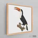 Cuadro Aves Tucan Colombiano 1