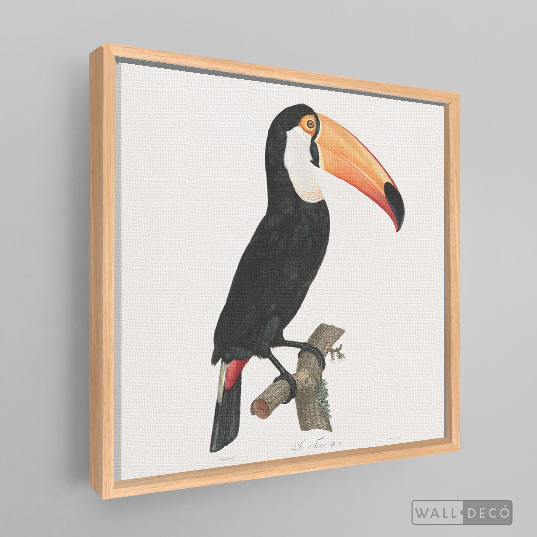 Cuadro Aves Tucan Colombiano 3