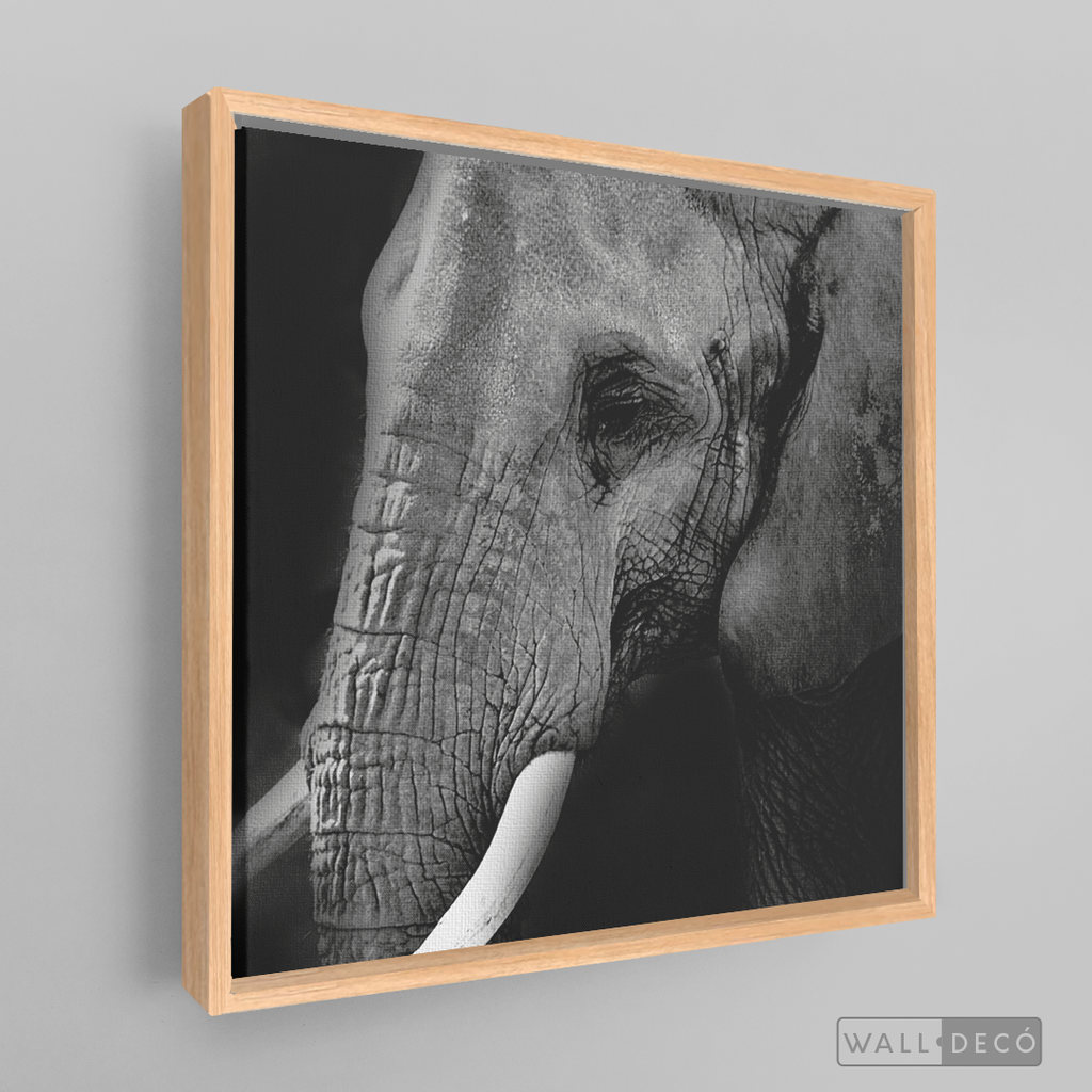 Cuadro Animales Elefante B/N