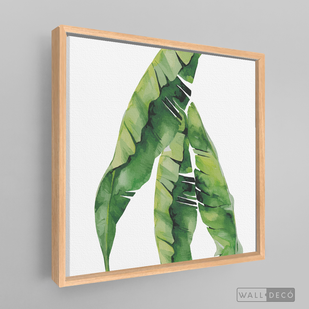 Cuadro Botánico Musa Paradisiaca