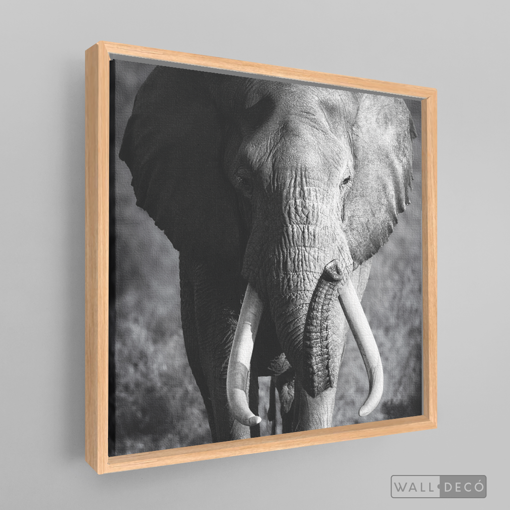 Cuadro Animales Elefante Real B/N