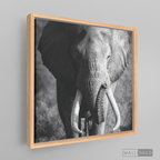 Cuadro Animales Elefante Real B/N