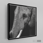 Cuadro Animales Elefante B/N